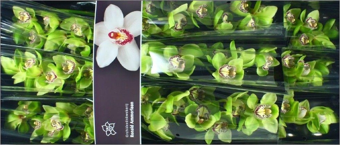 <h4>Cymbidium Robin Hood</h4>