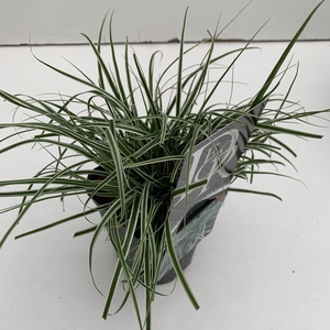 Carex 'Everest'