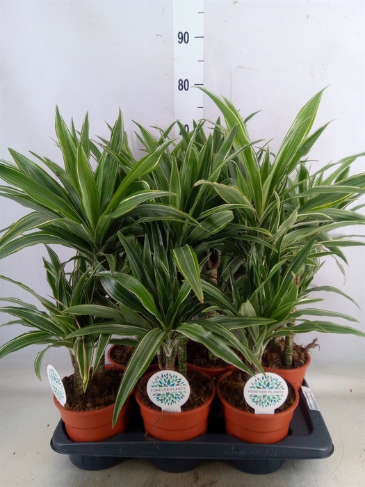 <h4>Dracaena fr de 'Warneckei'</h4>