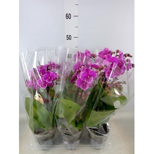 Phalaenopsis   ...lilac