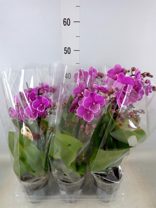 <h4>Phalaenopsis   ...lilac</h4>