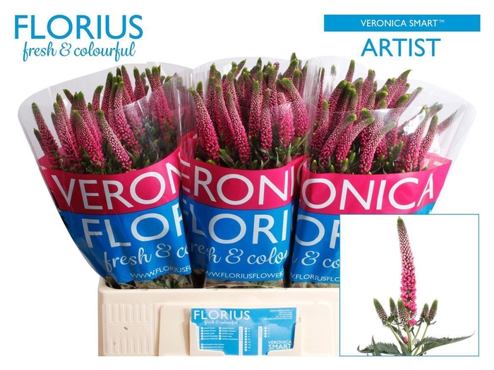 <h4>Veron Smart Artist</h4>