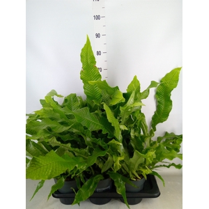 Microsorum musifolium 'Crocodyllus'