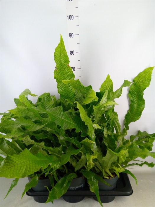 <h4>Microsorum musifolium 'Crocodyllus'</h4>
