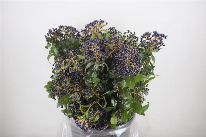 <h4>Vib Berry Blue P Bunch</h4>