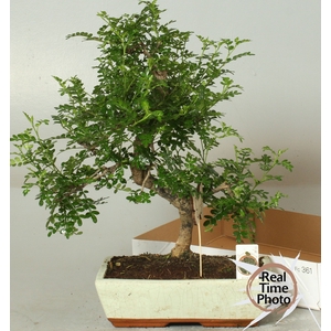 BONSAI GEM