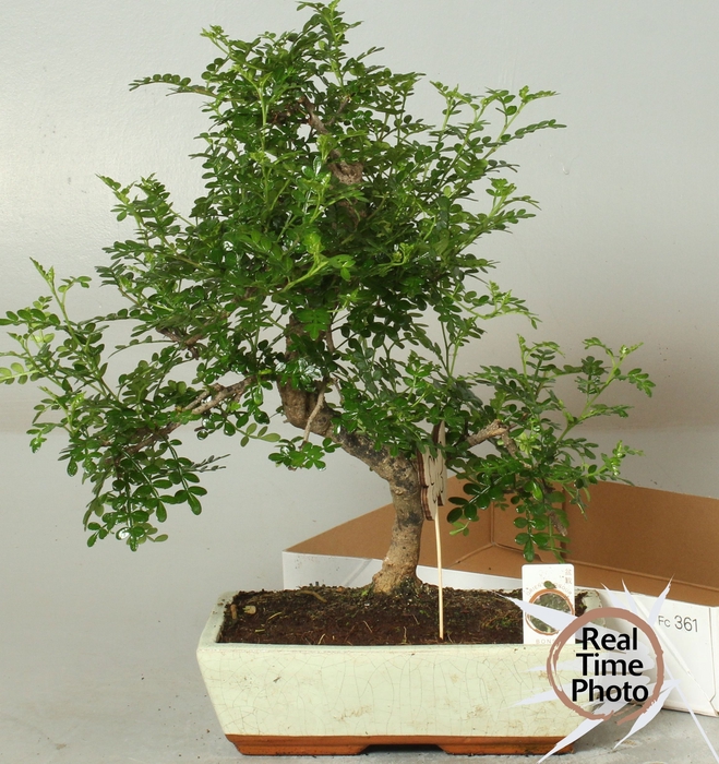 <h4>BONSAI GEM</h4>