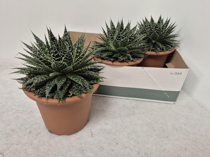 <h4>ALOE  SAFARI ZAMBEZI</h4>