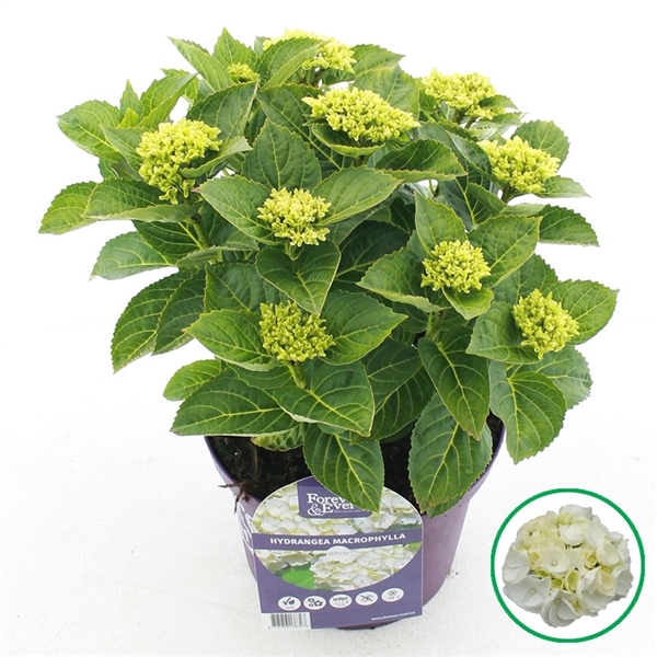 <h4>Hydrangea macr. Forever & Ever® Wit C5 (23cm.) Kn.</h4>