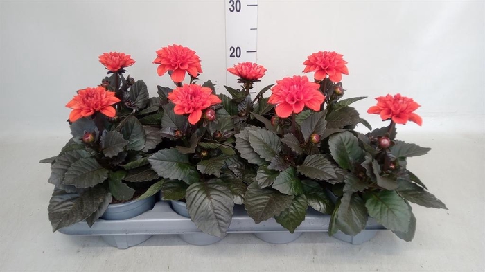 <h4>Dahlia   ...</h4>