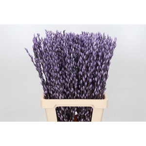 Salix Caprea Snow Flake P. Milka