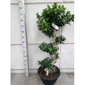 Ficus microcarpa 'Ginseng'