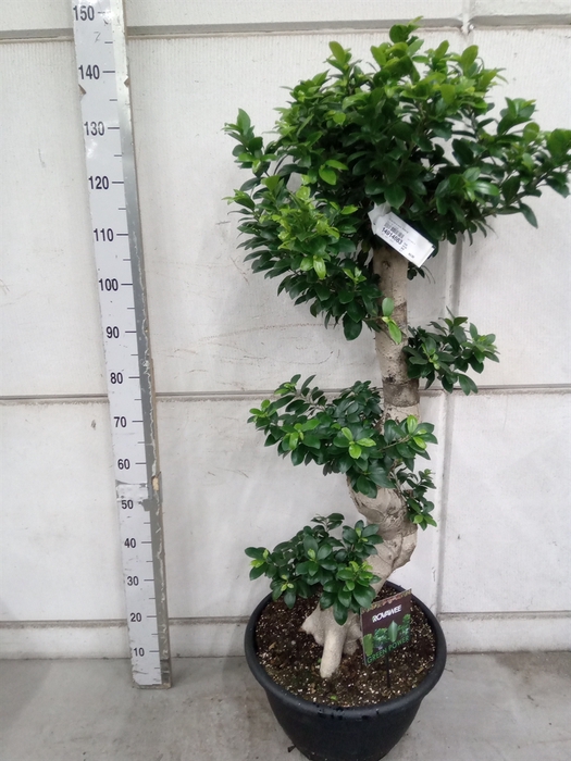 <h4>Ficus microcarpa 'Ginseng'</h4>