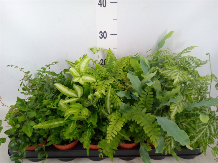 <h4>Ferns   ...mix</h4>