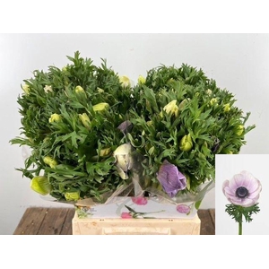 ANEM CO GALIL PASTEL