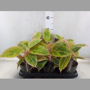 Aglaonema  'Salmon Fantasy'