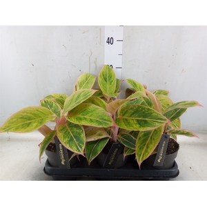 Aglaonema  'Salmon Fantasy'