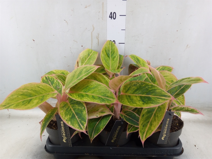 <h4>Aglaonema  'Salmon Fantasy'</h4>