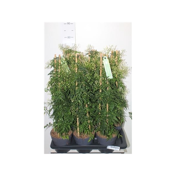 <h4>Jasm Polyanthum Wit 400+</h4>