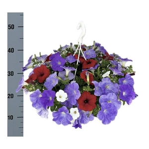 PETUNIA MIX HANGPOT P25