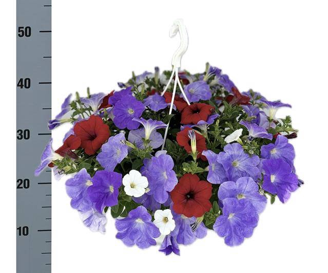 <h4>PETUNIA MIX HANGPOT P25</h4>