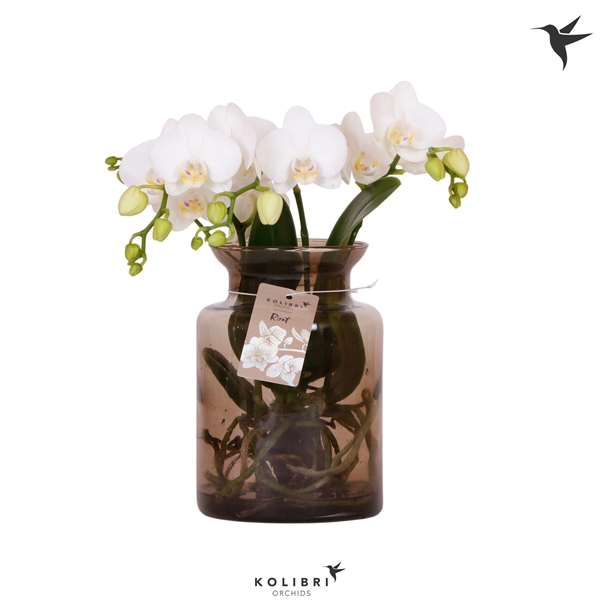 <h4>Kolibri Orchids Phalaenopsis Roots white in glas stolp brown</h4>