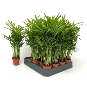 Chamaedorea elegans 5,5Ø 25cm
