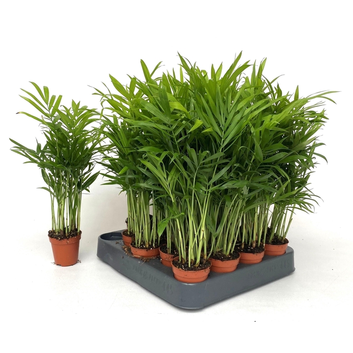 <h4>Chamaedorea elegans 5,5Ø 25cm</h4>