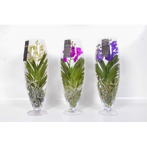 Vanda Gemengd Glas Champagne