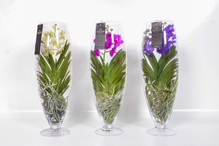 <h4>Vanda Gemengd Glas Champagne</h4>