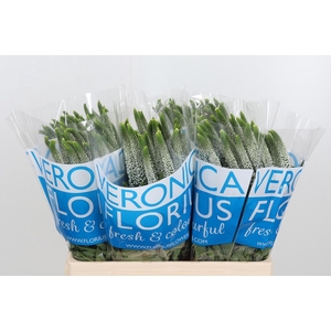 Veron Smart Luna Wit