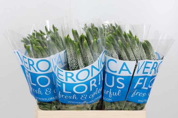 <h4>Veron Smart Luna Wit</h4>