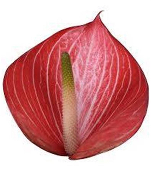 <h4>Anth A Caldonia</h4>