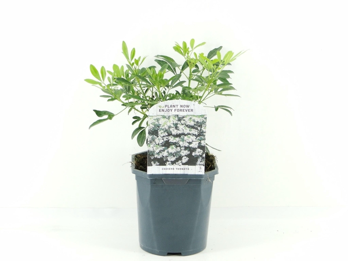 <h4>Choisya ternata</h4>