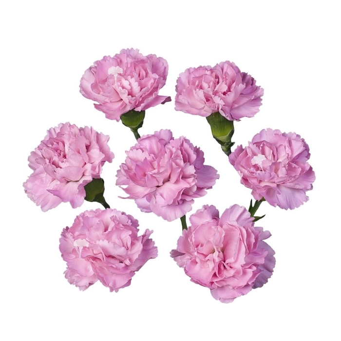 <h4>DIAN.TR. Celeste</h4>