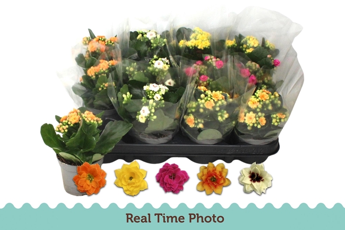 <h4>KAL GE GEM 5 KL</h4>