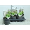 Panicum Vi Heavy Metal