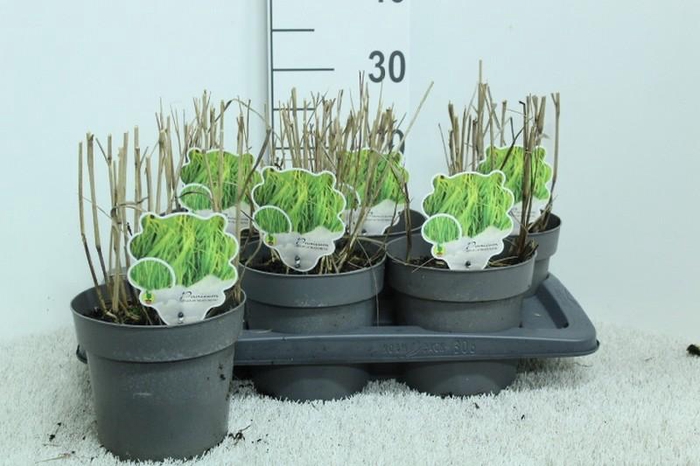 Panicum Vi Heavy Metal
