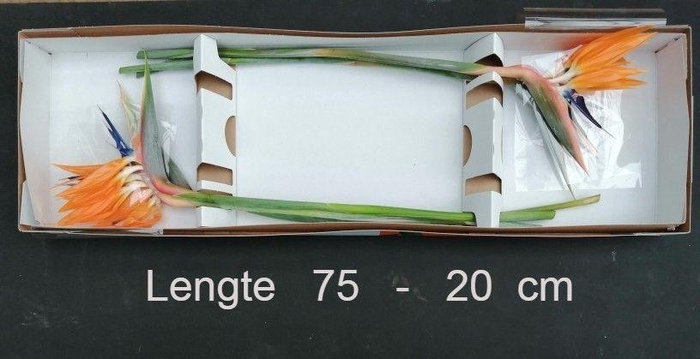 <h4>STREL REGINAE BLOEM</h4>