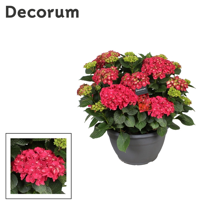 <h4>Hydrangea rood (Decorum)</h4>
