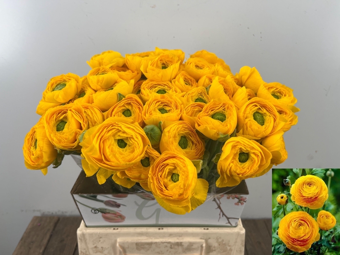 <h4>RAN SU OMEGA</h4>