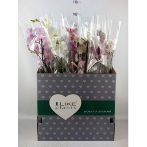 Phalaenopsis   ...mix