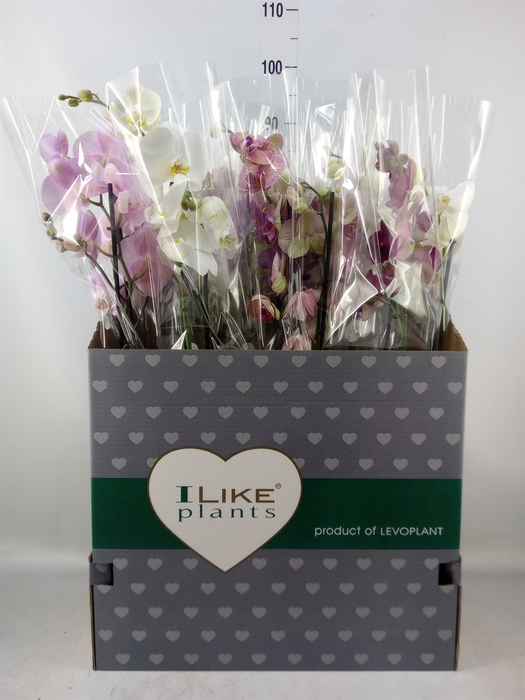 <h4>Phalaenopsis   ...mix</h4>