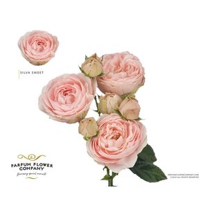 Rosa spray silva sweet+