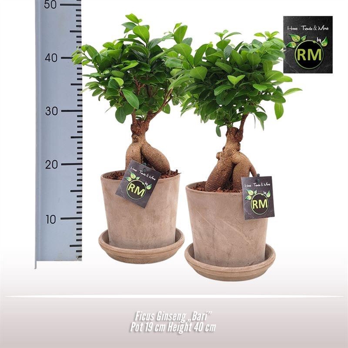 <h4>Ficus Mi Ginseng Keramiek Bari</h4>