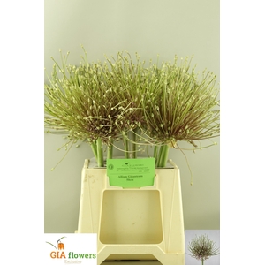 ALLIUM SCHUBERTII