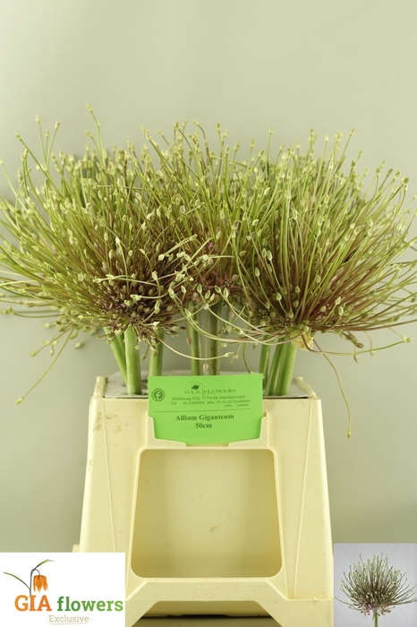 <h4>ALLIUM SCHUBERTII</h4>