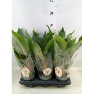 Chlorophytum orchi. 'Green Orange'