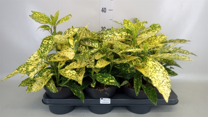 <h4>Aucuba japonica 'Variegata'</h4>