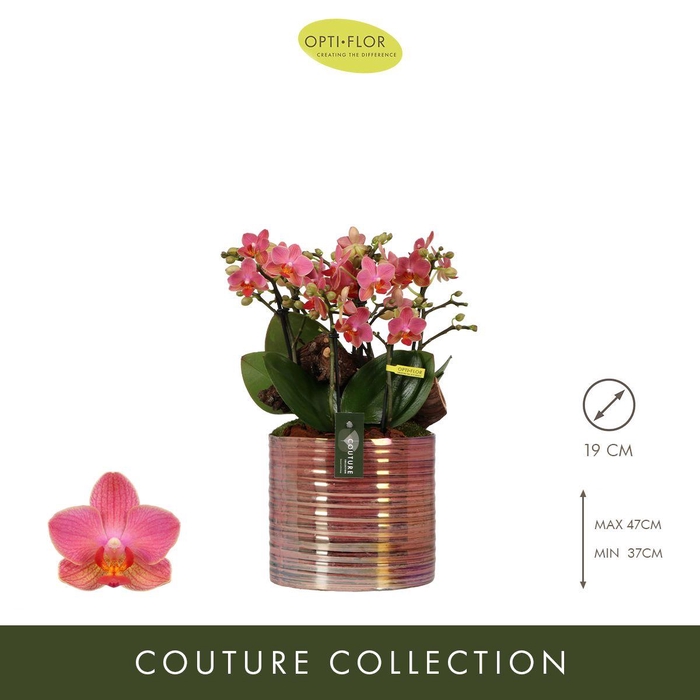 <h4>Phal Boquetto Charme 4 Tak Keramiek</h4>